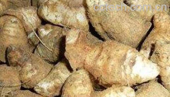 玄参的作用与功效-1