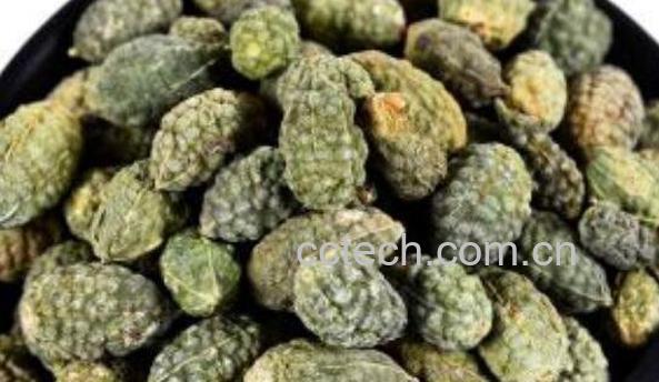 野西瓜的功效与作用-0