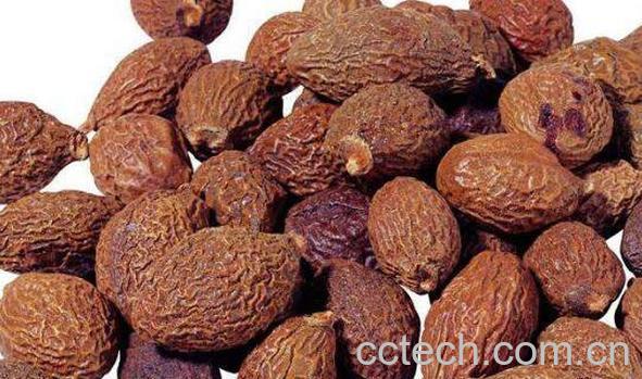 胖大海的功效与作用 胖大海的食用禁忌-1