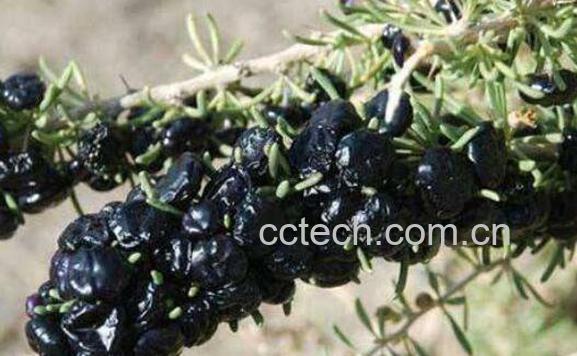 黑枸杞能吃吗 喝黑枸杞水有什么好处-0