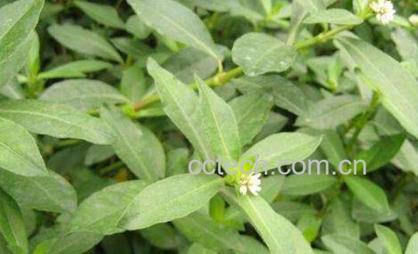 肥猪草的功效与作用及药用价值-0