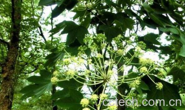 刺楸树根的功效与作用及药用价值-0