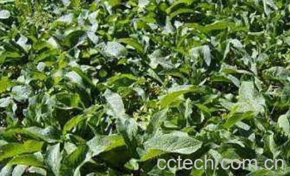 肥猪草的功效与作用及药用价值-1