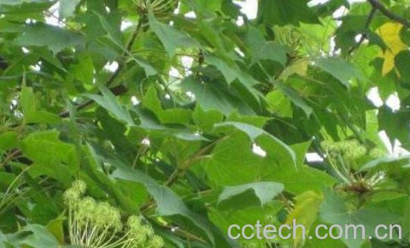 刺楸树根的功效与作用及药用价值-1