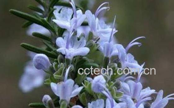 迷迭香的功效与作用 迷迭香可以减肥吗-0