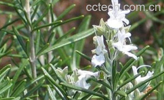 迷迭香的功效与作用 迷迭香可以减肥吗-1