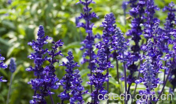 鼠尾草的功效与作用-0