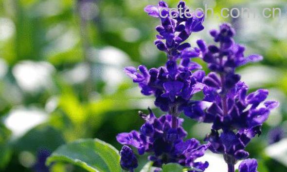 鼠尾草的功效与作用-1