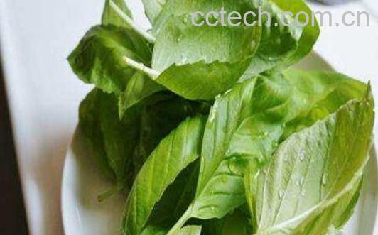 罗勒叶的功效与作用-1