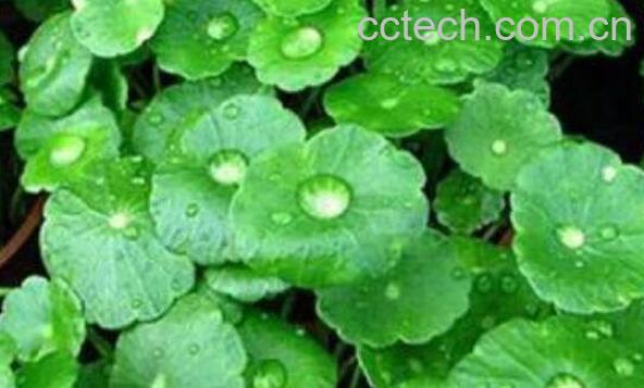 积雪草的功效与作用 积雪草的药用价值-0