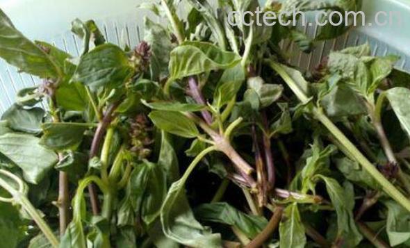 罗勒叶的功效与作用-0