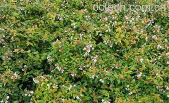 六道木的功效与作用-0