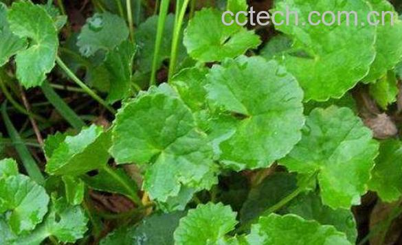 积雪草的功效与作用 积雪草的药用价值-1