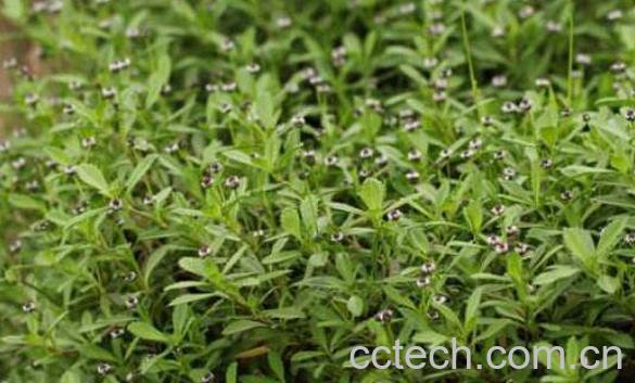 虾子草的功效与作用 虾子草能治什么病-1