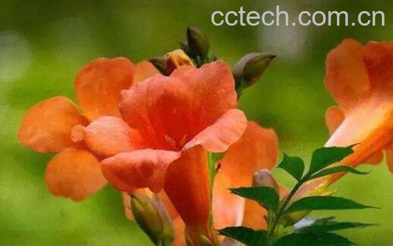 凌霄花为什么叫堕胎花 凌霄花的使用禁忌-0