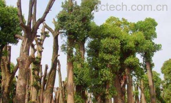 小叶樟的功效与作用-0