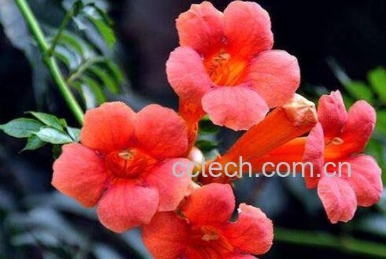 凌霄花为什么叫堕胎花 凌霄花的使用禁忌-1