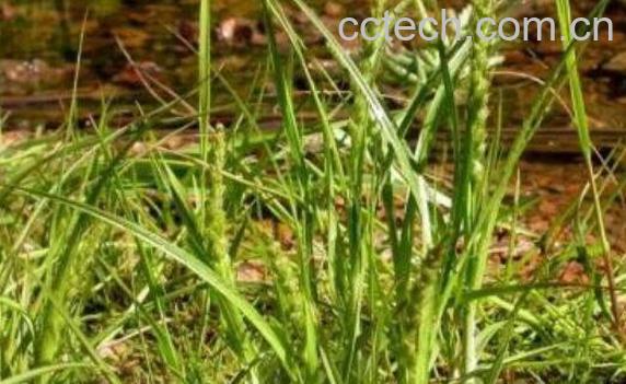 三楞草的功效与作用-0