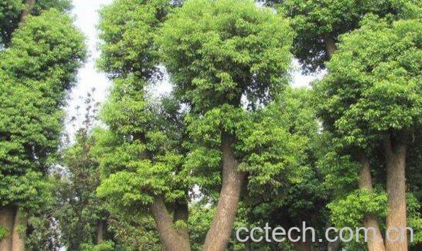 小叶樟的功效与作用-1