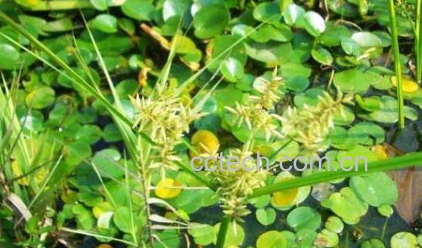 三楞草的功效与作用-1