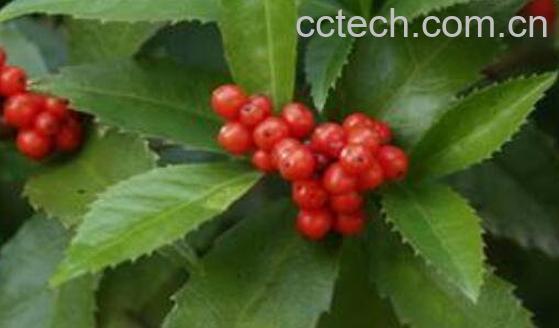 九节茶的功效与作用 九节茶的副作用-0