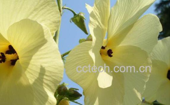 黄蜀葵花的功效与作用-1