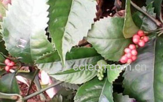 九节茶的功效与作用 九节茶的副作用-1