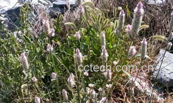 山甘草的功效与作用及药用价值-1