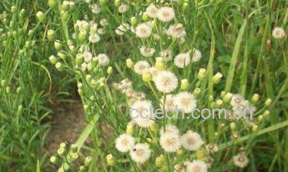 小飞蓬的功效与作用及常见用法-0