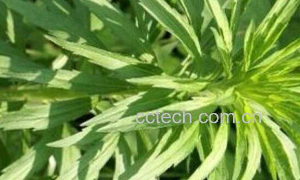 小飞蓬的功效与作用及常见用法-1