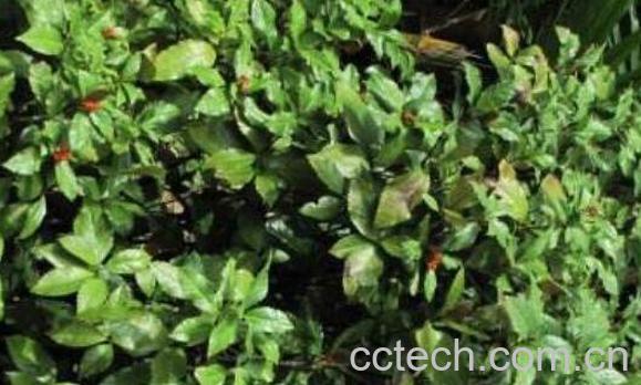 九节茶泡酒有什么功效 九节茶怎么泡酒-0