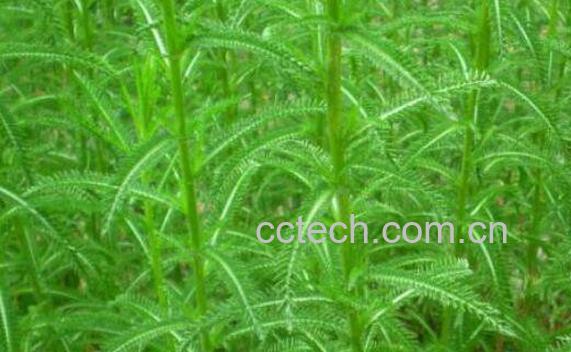 飞天蜈蚣的功效与作用 飞天蜈蚣的副作用-0