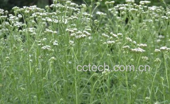 飞天蜈蚣的功效与作用 飞天蜈蚣的副作用-1