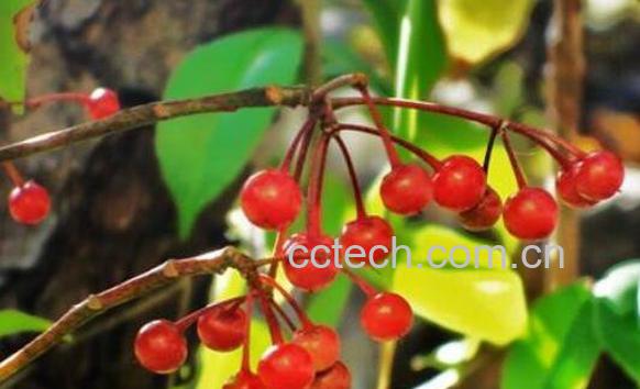 草珊瑚的功效与作用 草珊瑚的副作用-0