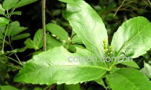 九节茶根的功效与作用 九节茶根的药用价值-0