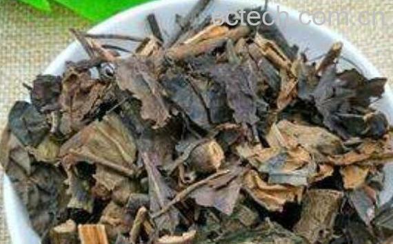九节茶根的功效与作用 九节茶根的药用价值-1