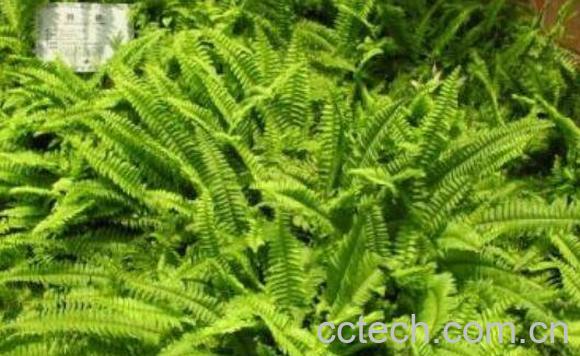 水蜈蚣草的功效与作用及药用价值-1