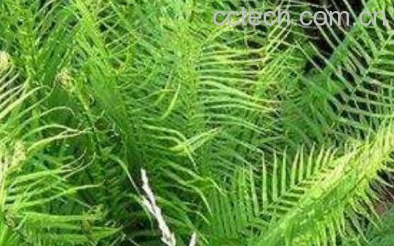 水蜈蚣草的功效与作用及药用价值-0