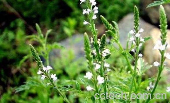 假马鞭草的功效与作用-1