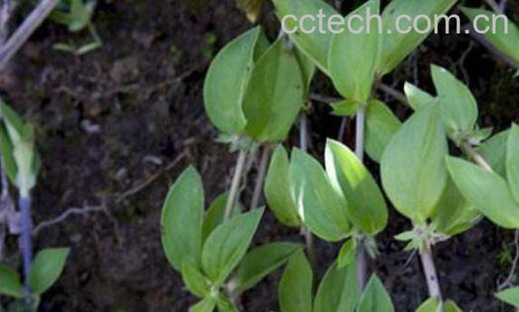 过路蜈蚣的功效与作用 过路蜈蚣草的图片-0