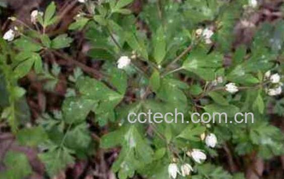 天葵子的功效与作用及药用价值-1