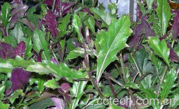 天葵子的功效与作用及药用价值-0