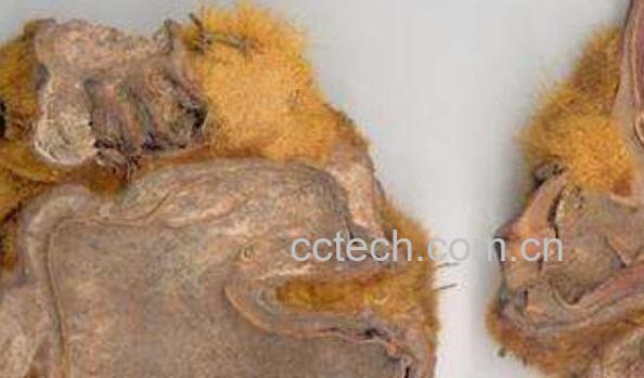 金毛狗脊的功效与作用-0