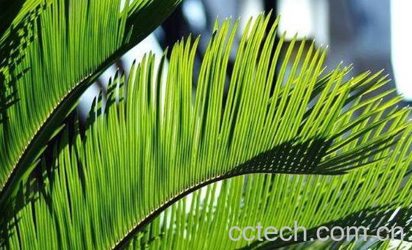 铁树叶的功效作用有哪些-1