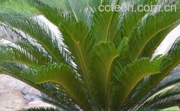 铁树叶的功效作用有哪些-0