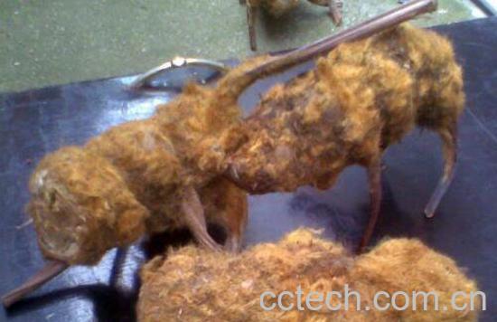 金毛狗脊的功效与作用-1