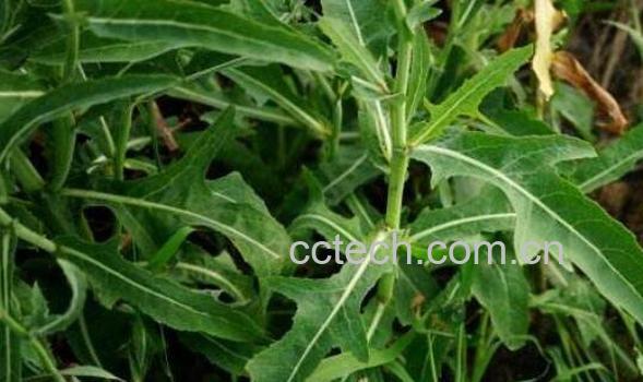 苦苣根的功效与作用-0