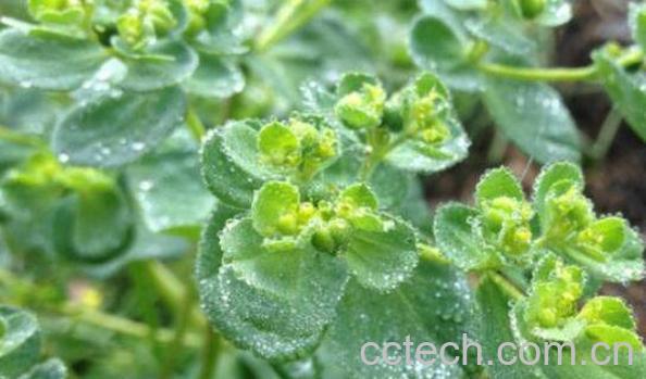 拔毒草的功效与作用 拔毒草能吃吗-0