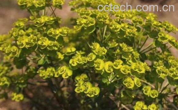 拔毒草的功效与作用 拔毒草能吃吗-1