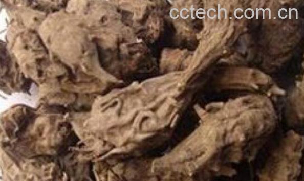 草乌的功效与作用 草乌的食疗用法-0